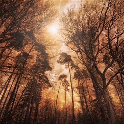 管家婆一码一肖资料手机app下载